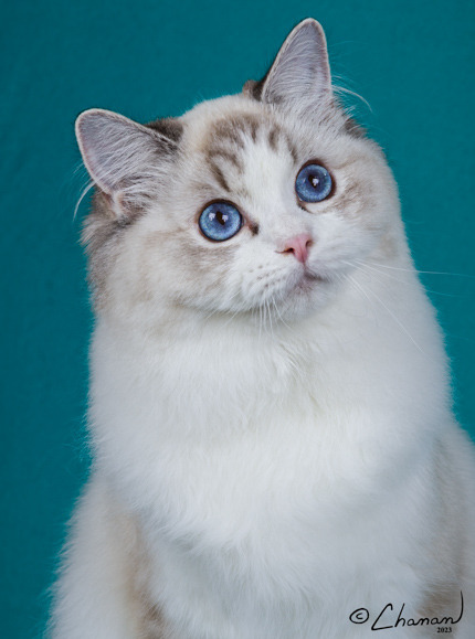 Top Ragdolls – CFA Northwest Region